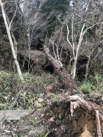 今年最後の台風被害による倒木伐採・処分工事！